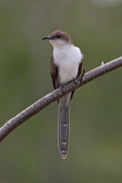 Black-billed Cukoo © Russ Chantler